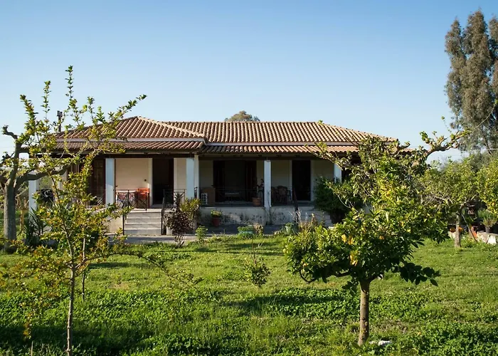 Olive Grove Zakynthos