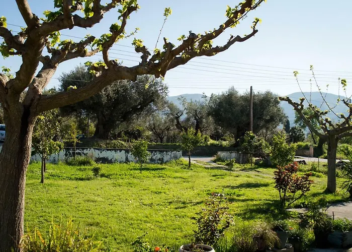 Olive Grove Zakynthos