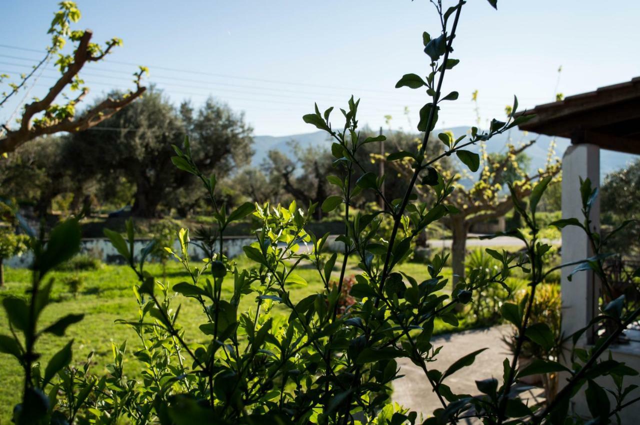 Apartment Olive Grove Zakynthos