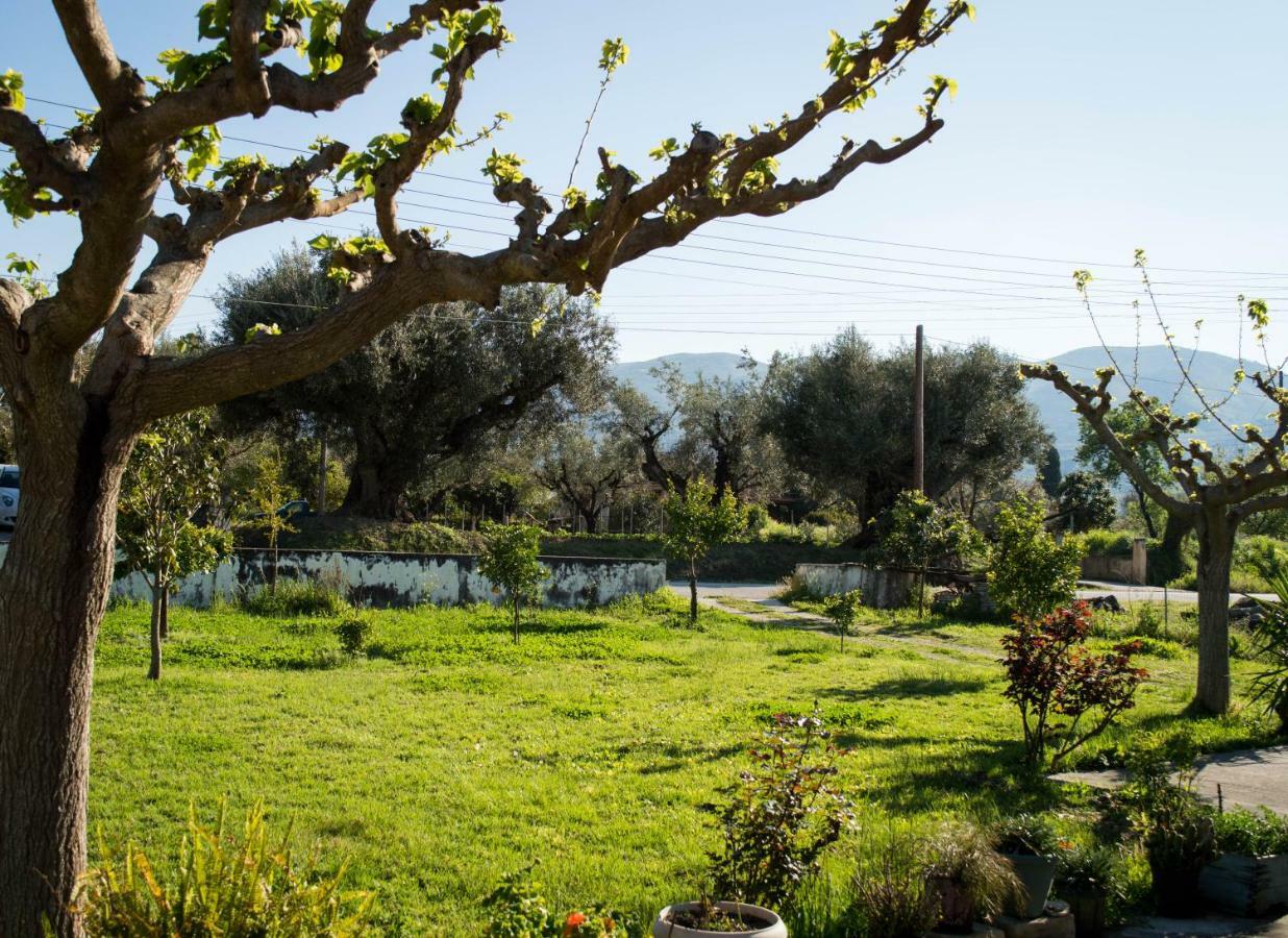 Apartment Olive Grove Zakynthos